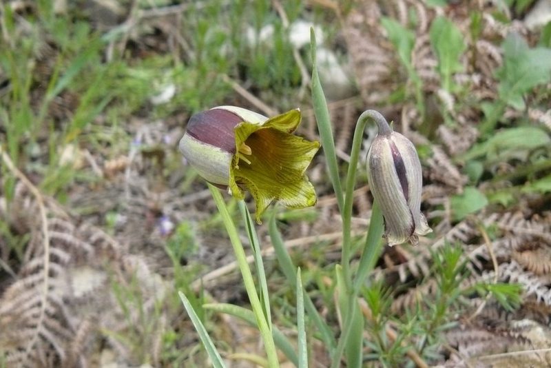 Fritillaria acmopetala, photographed by elias ziade