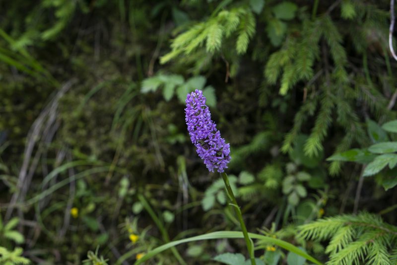 Gymnadenia densiflora, photographed by Conrad Altmann