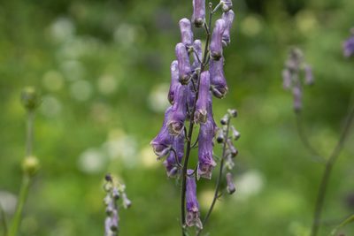 Aconitum moldavicum, photographed by Conrad Altmann