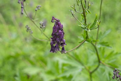 Aconitum moldavicum, photographed by Conrad Altmann