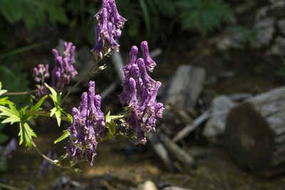 Aconitum moldavicum, photographed by Conrad Altmann