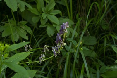 Aconitum moldavicum, photographed by Conrad Altmann