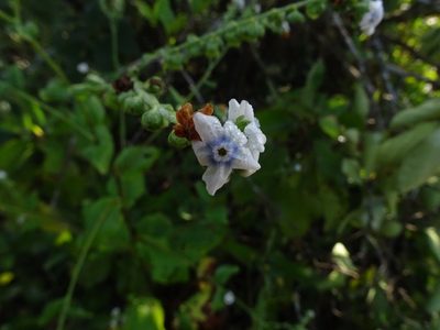 Adelocaryum coelestinum, photographed by Ajit Ampalakkad
