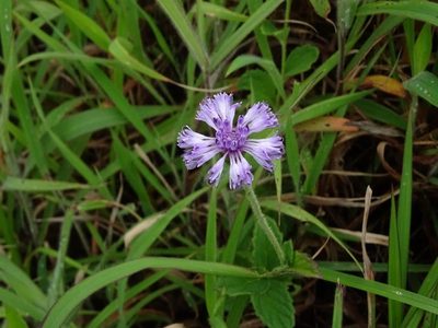 Adenoon indicum, photographed by Ajit Ampalakkad