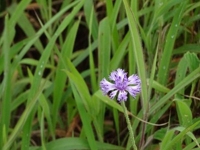 Adenoon indicum, photographed by Ajit Ampalakkad