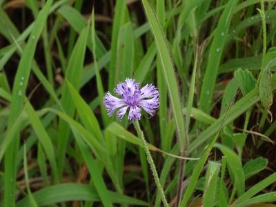 Adenoon indicum, photographed by Ajit Ampalakkad