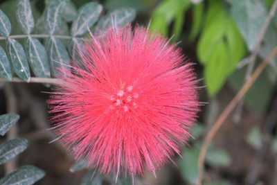 Calliandra haematocephala, photographed by GERMAN LEONEL SARMIENTO CRUZ