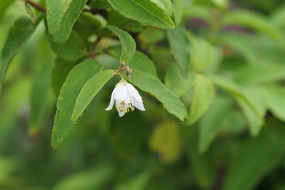 Deutzia crenata, photographed by harum.koh