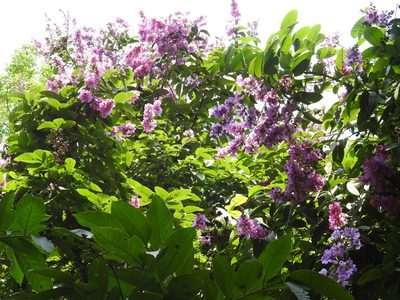 Lagerstroemia speciosa, photographed by Manoj Karingamadathil