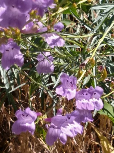 Penstemon sepalulus, photographed by Michele Jones
