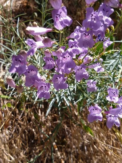Penstemon sepalulus, photographed by Michele Jones