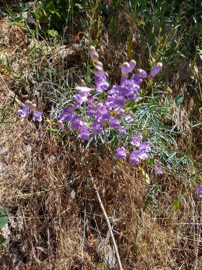 Penstemon sepalulus, photographed by Michele Jones