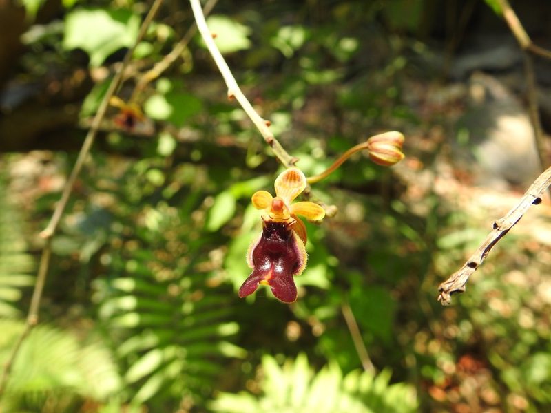 Cottonia peduncularis, photographed by Manoj Karingamadathil