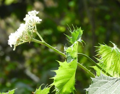 Cnidoscolus aconitifolius, photographed by Francisco Farriols Sarabia