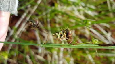 Carex magellanica, photographed by Norma Malinowski