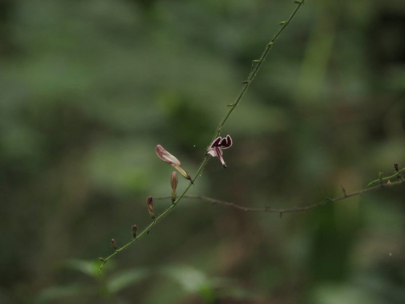 Andrographis atropurpurea, photographed by Ajit Ampalakkad