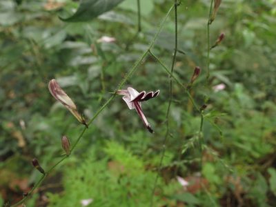 Andrographis atropurpurea, photographed by Ajit Ampalakkad