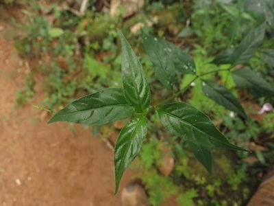 Andrographis atropurpurea, photographed by Ajit Ampalakkad