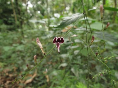 Andrographis atropurpurea, photographed by Ajit Ampalakkad