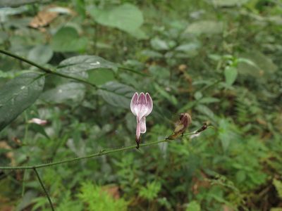 Andrographis atropurpurea, photographed by Ajit Ampalakkad