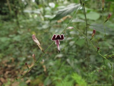 Andrographis atropurpurea, photographed by Ajit Ampalakkad