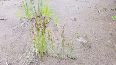 Juncus arcticus, photographed by Sarah Johnson
