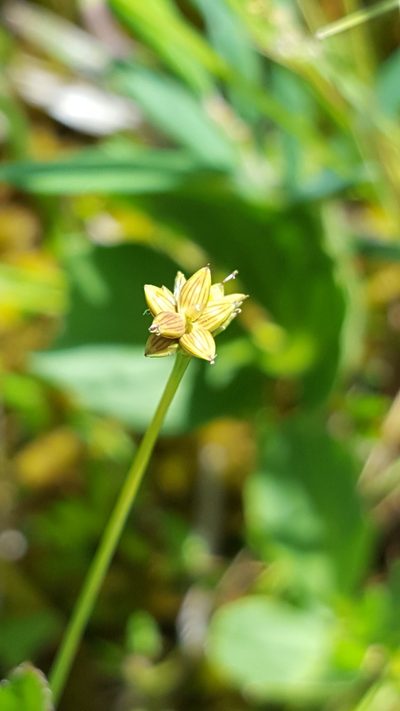 Carex tenuiflora, photographed by Norma Malinowski