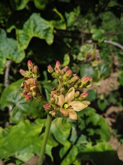 Jatropha mollissima, photographed by Macelo Costa