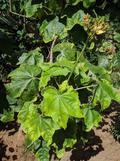 Jatropha mollissima, photographed by Macelo Costa
