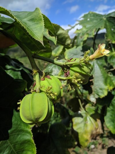 Jatropha mollissima, photographed by Macelo Costa