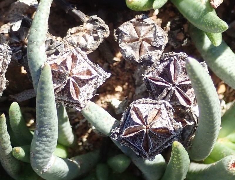 Marlothistella stenophylla, photographed by Nicola van Berkel