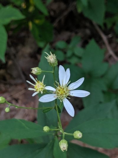 Doellingeria infirma, photographed by John Abrams