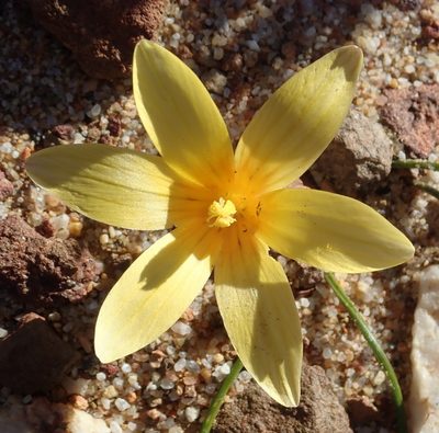 Romulea austinii, photographed by Nicola van Berkel