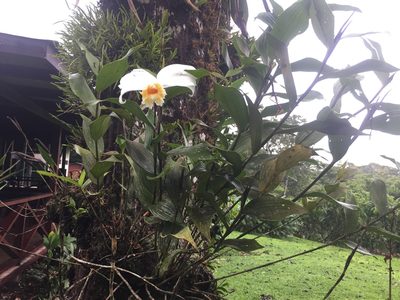 Sobralia chrysostoma, photographed by Reid Hardin