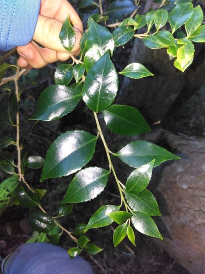 Scolopia mundii, photographed by Brian du Preez