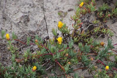 Lampranthus explanatus, photographed by Tony Rebelo