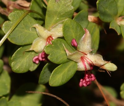 Cliffortia dentata, photographed by Brian du Preez