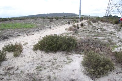 Phylica cephalantha, photographed by Tony Rebelo