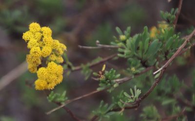 Nidorella foetida, photographed by Tony Rebelo