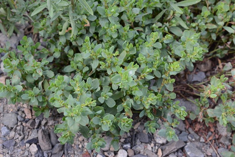 Polygonum achoreum, photographed by Alison Northup