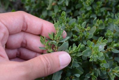 Polygonum achoreum, photographed by Alison Northup