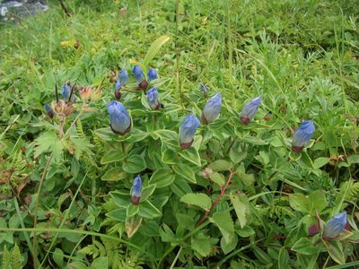 Gentiana platypetala, photographed by Matt Bowser