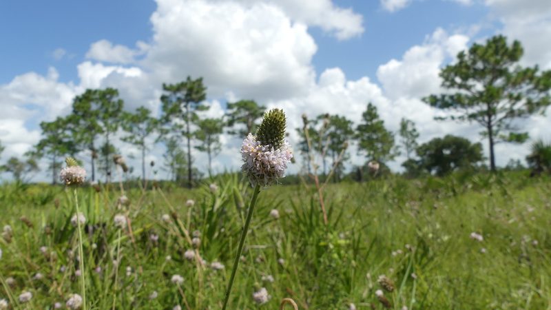 Dalea carnea, photographed by Valerie Anderson