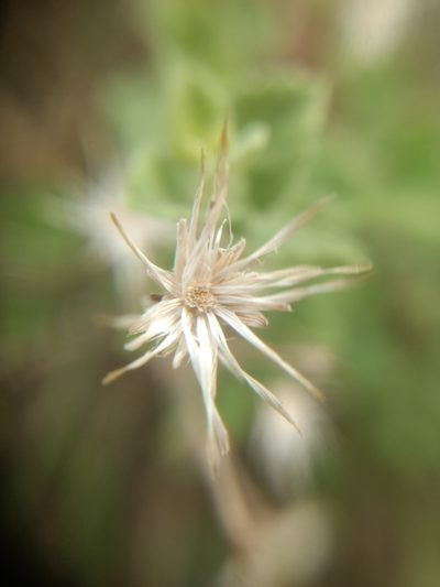 Brickellia veronicaefolia, photographed by Diana Fuentes