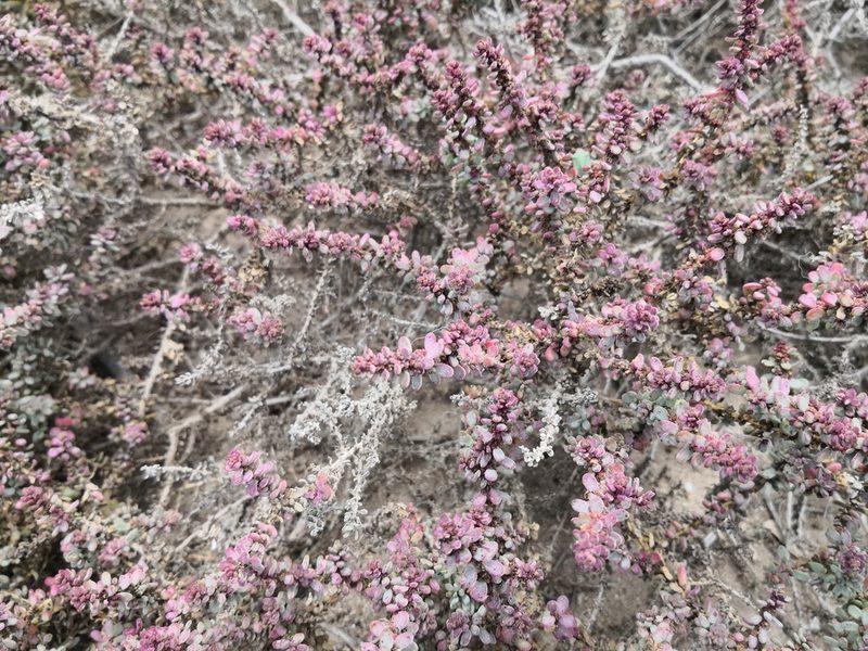 Suaeda vermiculata, photographed by Claude Kolwelter