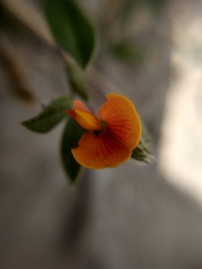 Zornia diphylla, photographed by Diana Fuentes