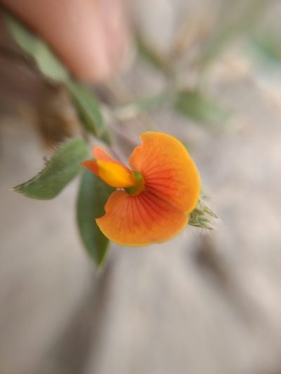 Zornia diphylla, photographed by Diana Fuentes