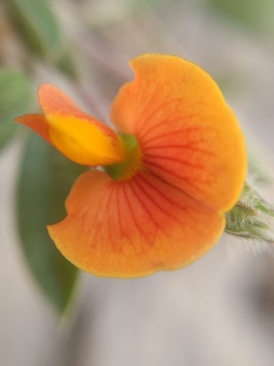 Zornia diphylla, photographed by Diana Fuentes