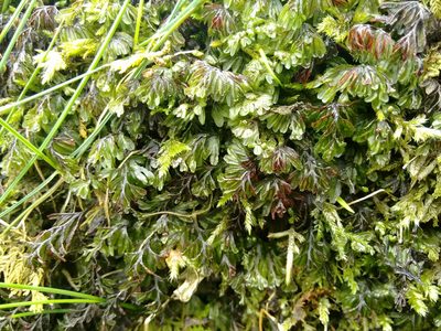 Hymenophyllum wilsonii, photographed by Rafael Medina