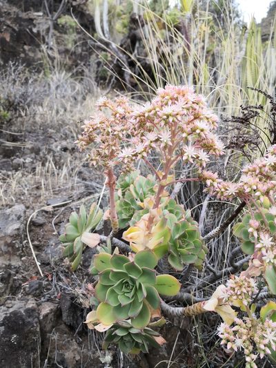 Aeonium percarneum, photographed by Claude Kolwelter